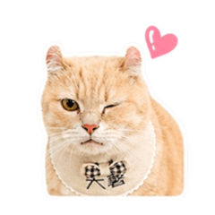 薯來寶cat