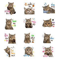 Wagyu the Moody Cat