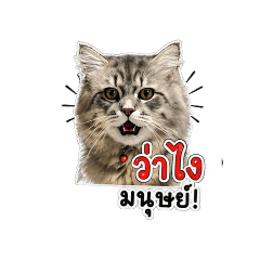 Thanos funny cat