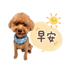 QQ偶是貴賓