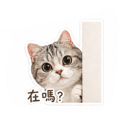 可愛我貓咪