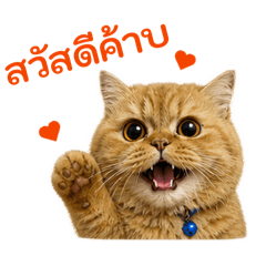 Chabushi the mischievous orange cat V1.