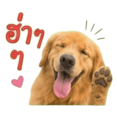 Golden Cutes