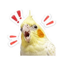 Angry NongBB_20260502003524