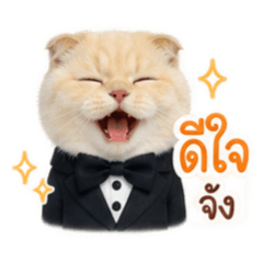 Mia cat V.1