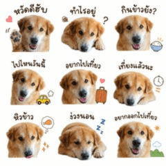 dog cute my