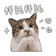 流浪貓公舍-阿龜日常篇