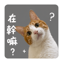 多多貓之語