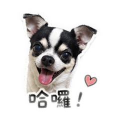 開心小麥