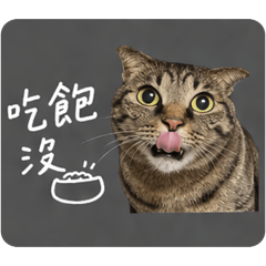 奶茶貓之語