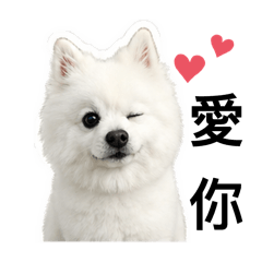 狐狸犬東東