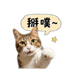 焦糖貓日常