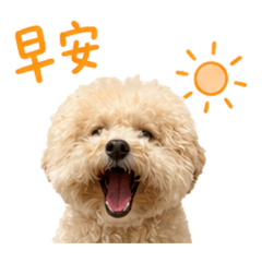 奶油貴賓Nina的生活1