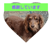 kansyashiyoune,