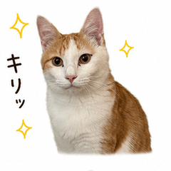 tsumire life