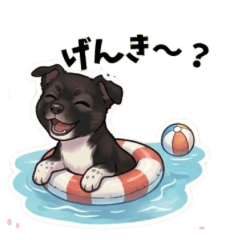 Cute mixed breed dog, Goma, Summer