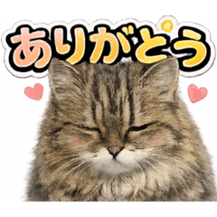 shizuku_20260508144139