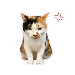 兔兔專用貼圖