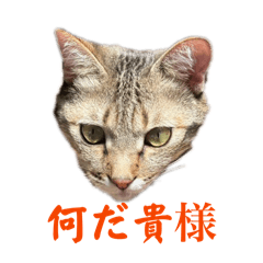 lunlunlun_20260508204009