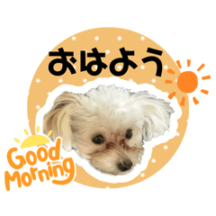 komako_20260508204003