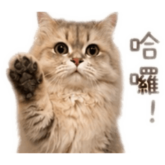 土豆牛奶加QQ