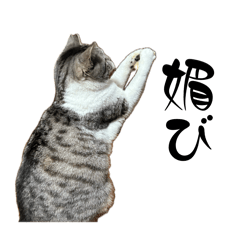 Cat's chacha