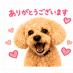 Cute  moco Poodle Stickers