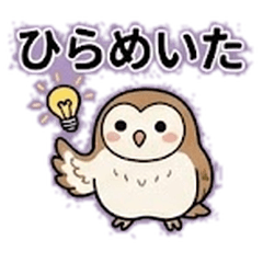 Chubby Barn Owl's Daily Life