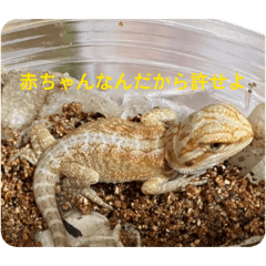 Akira Daisuki_20260508160727