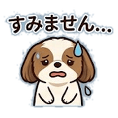 Cheerful Shih Tzu Daily Life