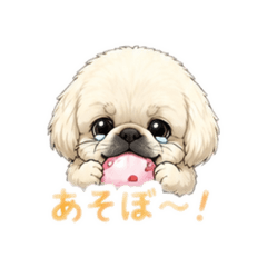 yappon_20260508203922