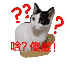 bao bao mei-The Cat's Daily Life