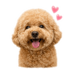 Gucci小狗