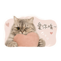 Maylinisacat-生活用語