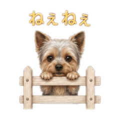 Fluffy Yorkshire Terrier love
