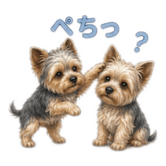 Yorkshire Terriers that look like dolls