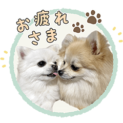 Pomeranian Popo and Himari