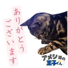 Prince of the American Shorthair2