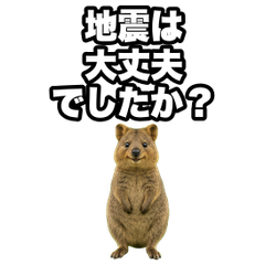 Move sticker_Quokka Wallaby5 Disaster