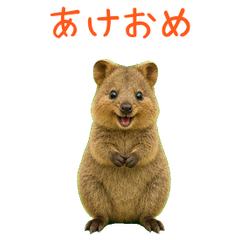 Move sticker_Quokka Wallaby6 Seasonal
