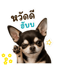 Chihuahua Daddydog
