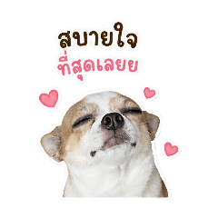 Daddydog_20260504203627