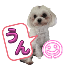 marukokeshi_20260508214217