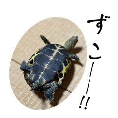 Turtle Kameta