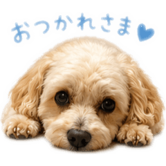 maron_20260509023918