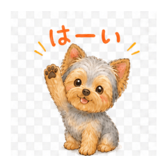 Yorkie's Easygoing Daily Life