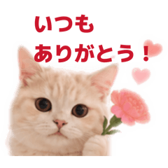 K.maruko_20260508183400