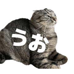 coconutu