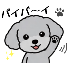 Energetic Silver Poodle Gin4