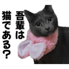 sayacococo_20260508183905